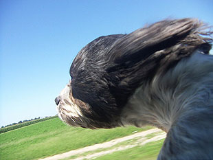 dog in car