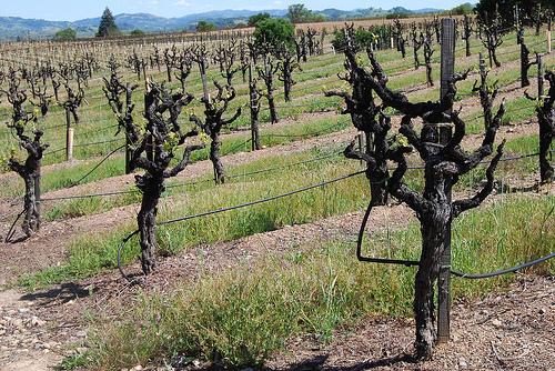 gnarly old vines